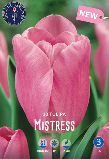 Tulipa Mistress Jack the Grower