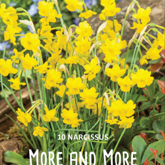 Narcissus More and More Jack the Grower