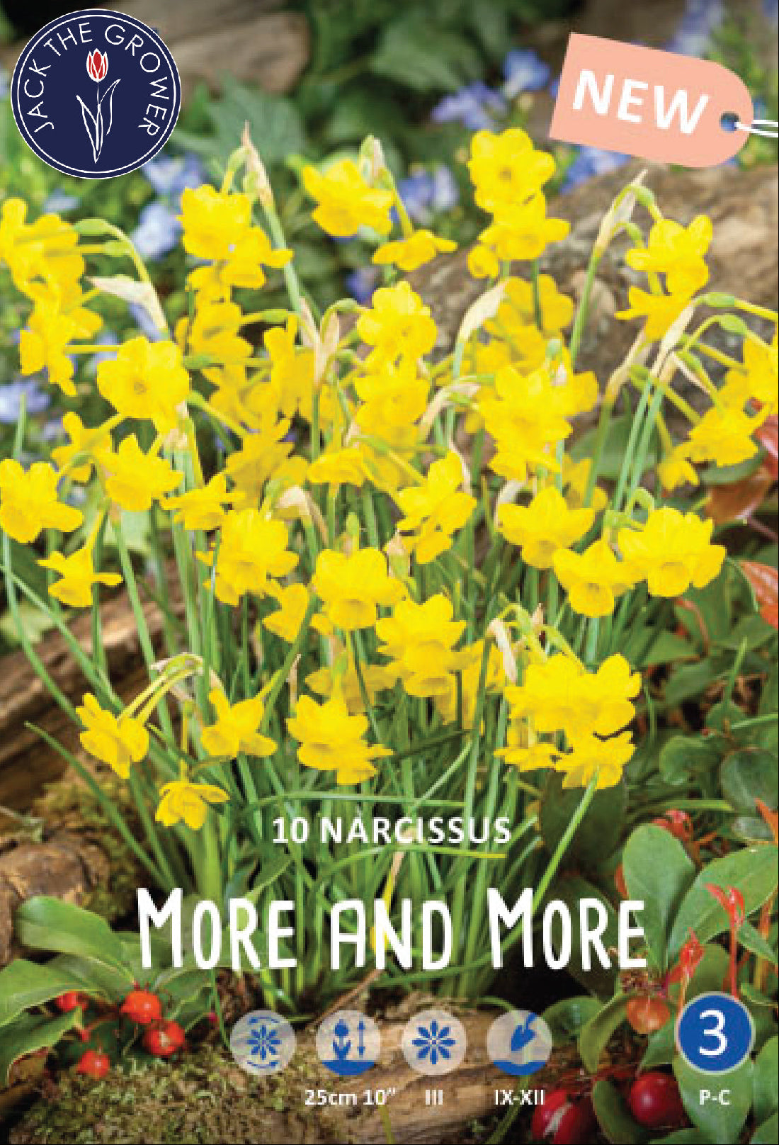 Narcissus More and More Jack the Grower