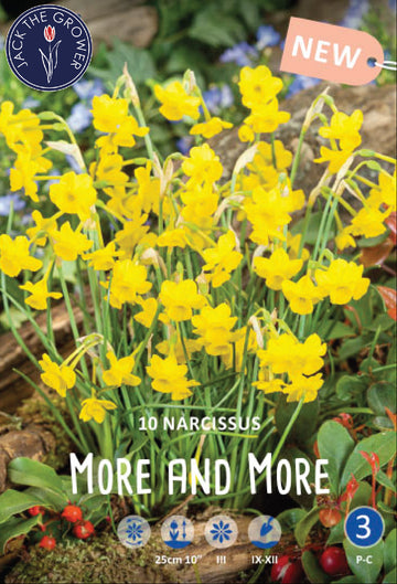 Narcissus More and More Jack the Grower