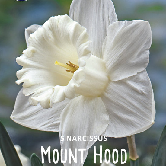 Narcissus Mount Hood Jack the Grower