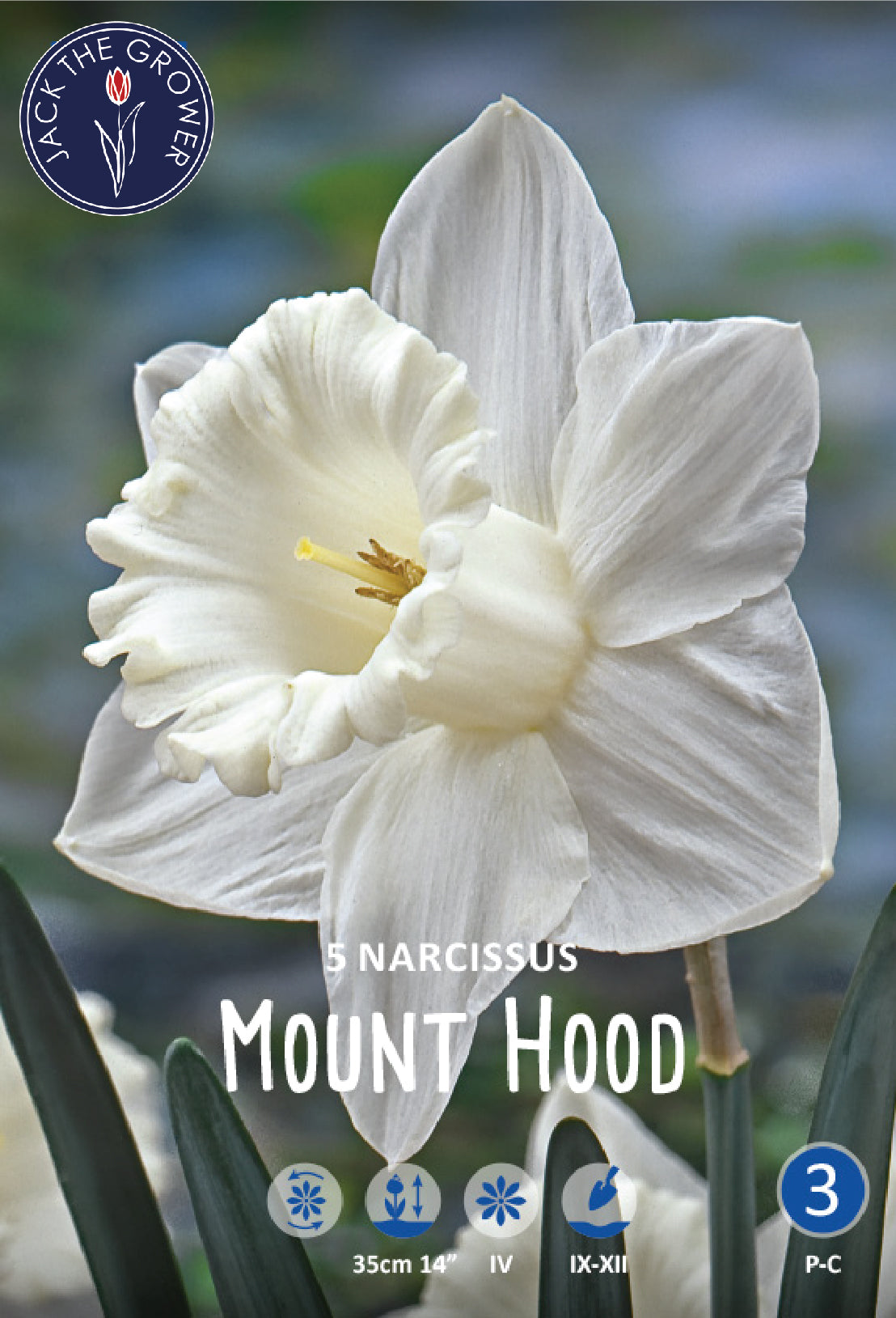 Narcissus Mount Hood Jack the Grower