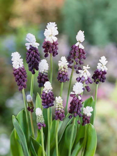 Muscari Latifolium Grape Ice Jack the Grower