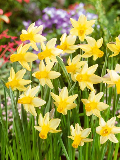 Narcissus Mother Duck Jack the Grower