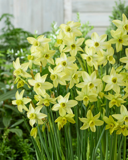 Narcissus Pacific Hunter Jack the Grower