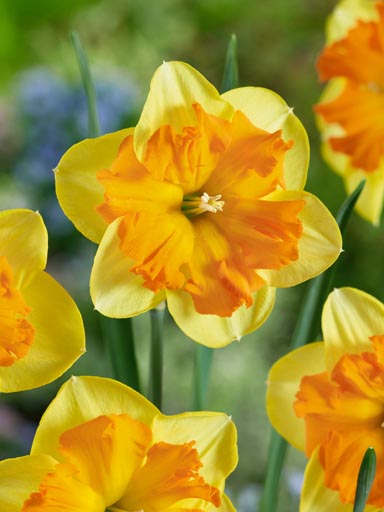 Narcissus Slice of Life