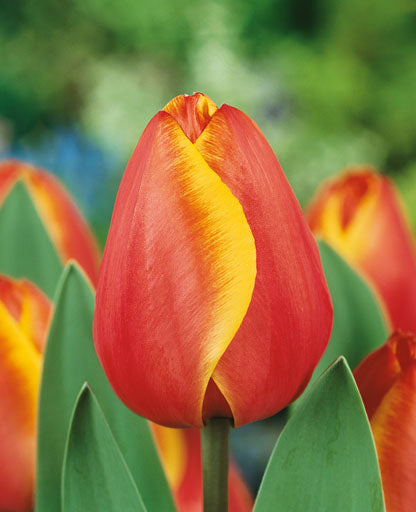 Tulipa Oxford Elite