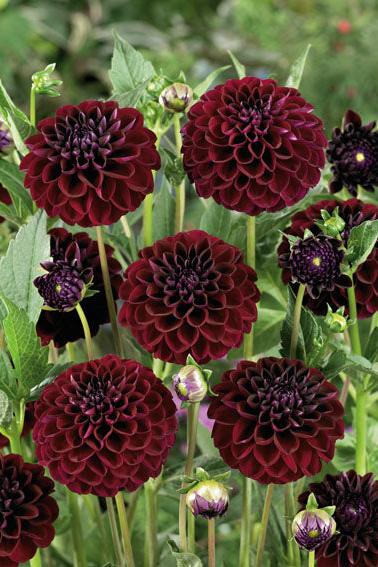 Dahlia Dark Spirit Jack the Grower