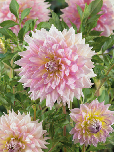 Dahlia Strawberry Ice Jack the Grower