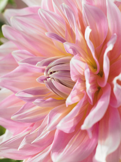 Dahlia Strawberry Ice Jack the Grower