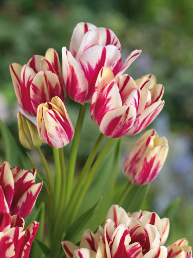Tulipa Vlammende Club