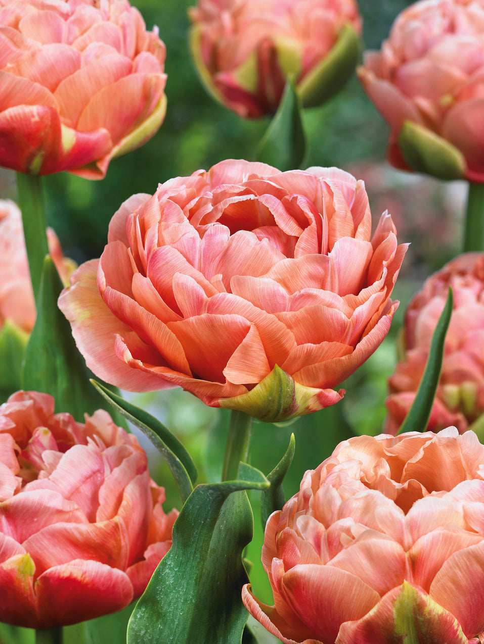 Tulip Copper Image Jack the Grower