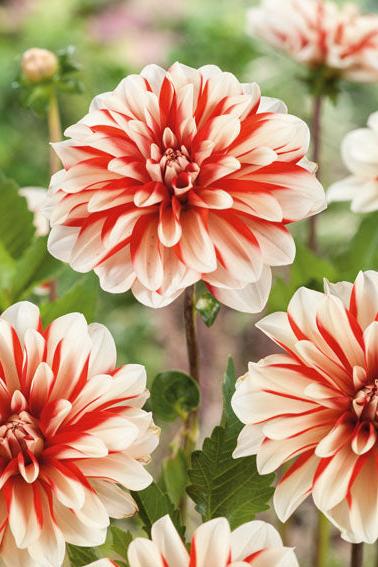 Dahlia Dynamite