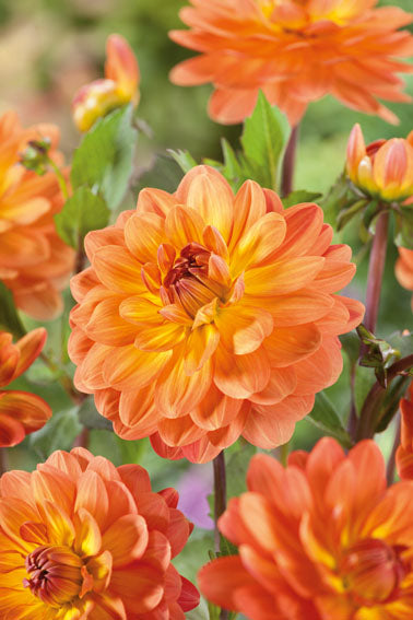 Dahlia Graceland Jack the Grower