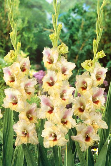 Gladiolus Louise