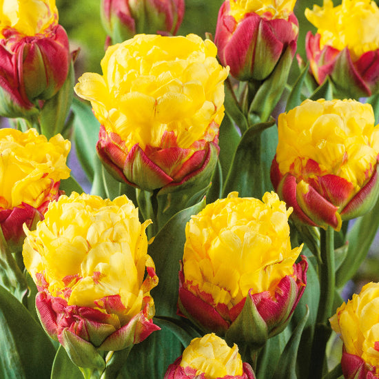 Tulipa Ice Cream Banana Jack the Grower