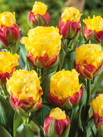 Tulipa Ice Cream Banana Jack the Grower