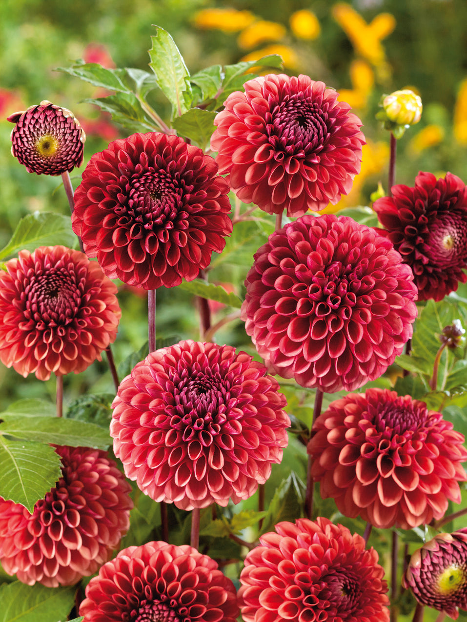 Dahlia Copperboy Jack the Grower