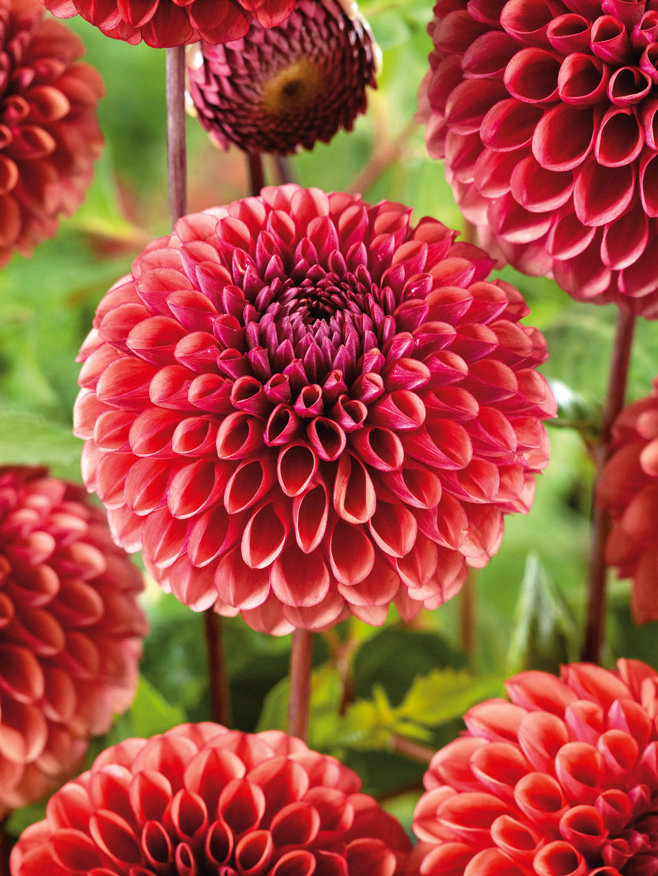 Dahlia Copperboy Jack the Grower