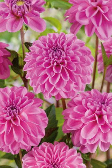 Dahlia Pink Pop