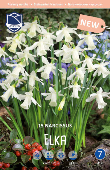 Narcissus Elka Jack the Grower