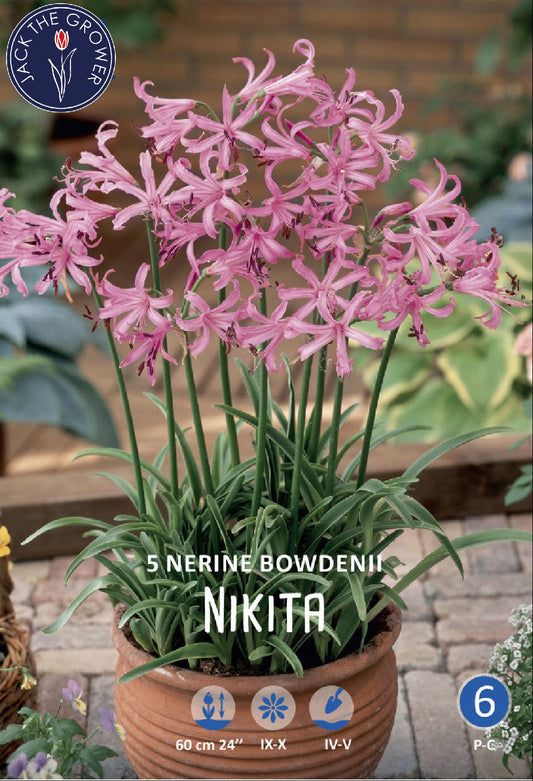Nerine Bowdenii Nikita