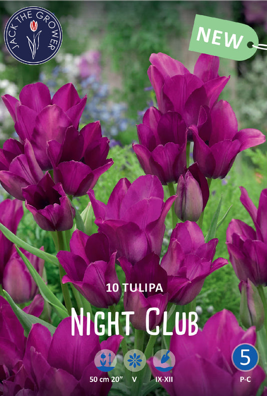 Tulipa Night Club Jack the Grower