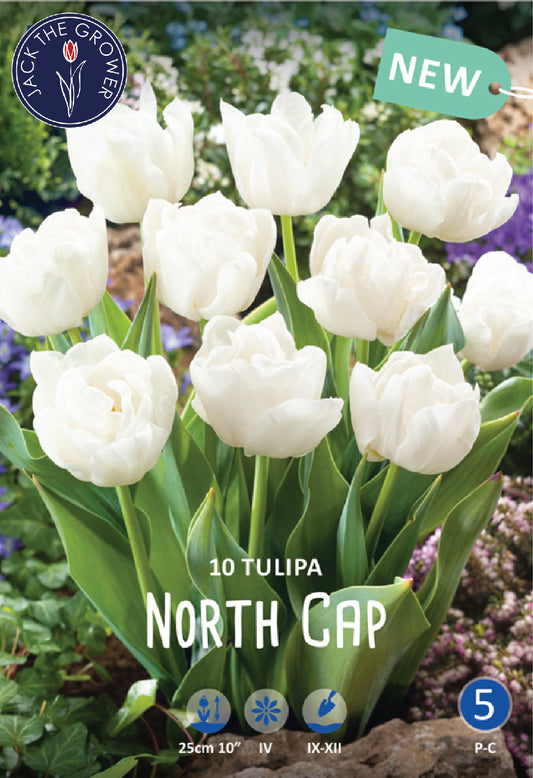 Tulipa North Cap Jack the Grower