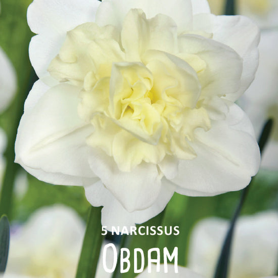 Narcissus Obdam Jack the Grower