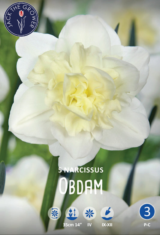 Narcissus Obdam Jack the Grower