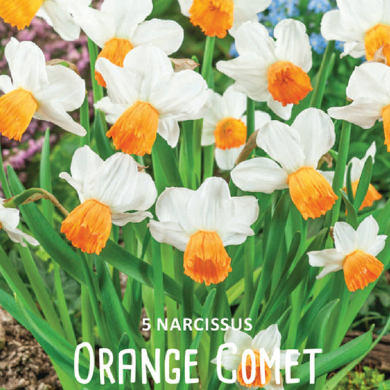 Narcissus Orange Comet Jack the Grower