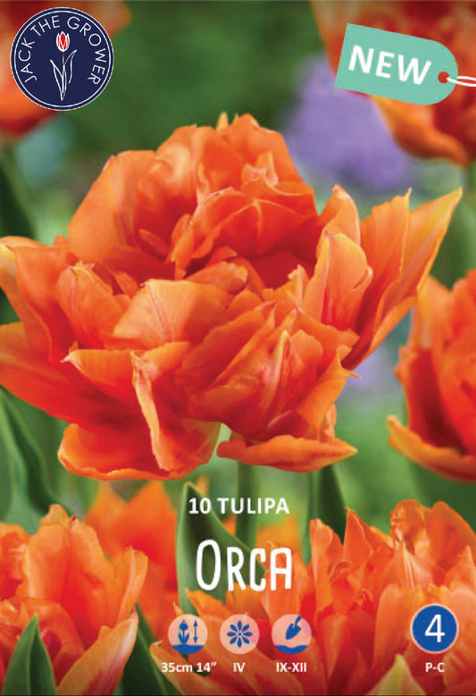 Tulipa Orca Jack the Grower