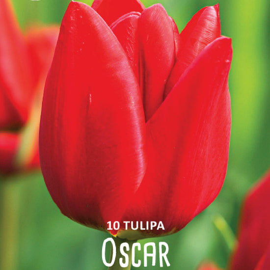 Tulipa Oscar Jack the Grower