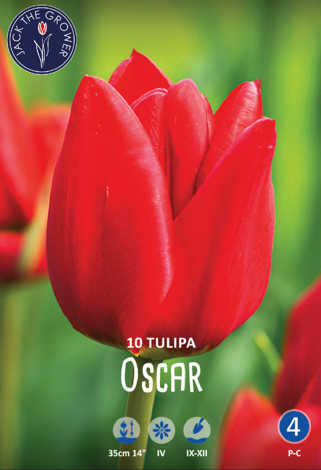 Tulipa Oscar Jack the Grower
