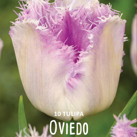 Tulipa Oviedo Jack the Grower