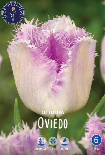 Tulipa Oviedo Jack the Grower