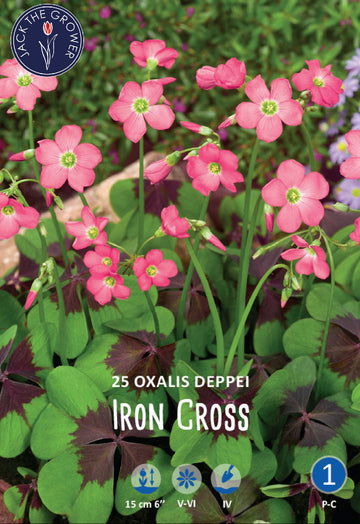 Oxalis Deppei Iron Cross