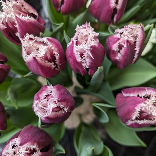 Tulipa San Martin Jack the Grower