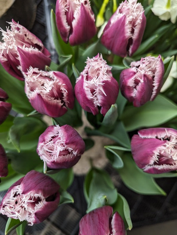 Tulipa San Martin Jack the Grower