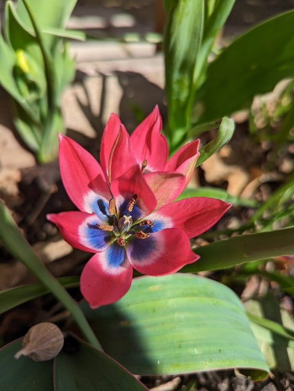 Tulipa Little Beauty Jack the Grower