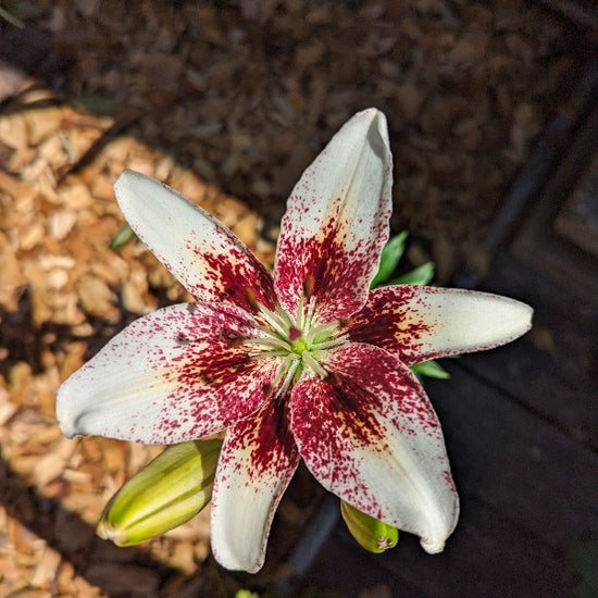 white pixels asiatic lily Lilium White Pixels – Jack the Grower