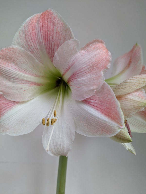 Amaryllis (Hippeastrum) Appleblossom Jack the Grower