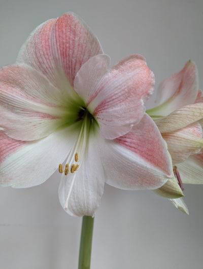 Amaryllis (Hippeastrum) Appleblossom Jack the Grower