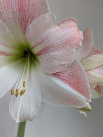 Amaryllis (Hippeastrum) Appleblossom Jack the Grower