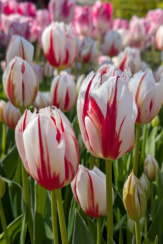 Tulipa Happy Generation Jack the Grower