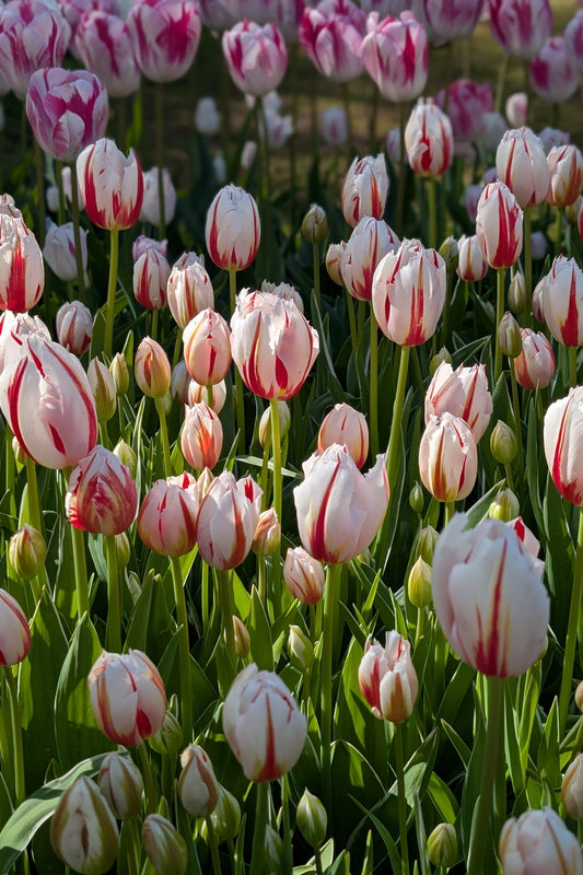 Tulipa Happy Generation Jack the Grower
