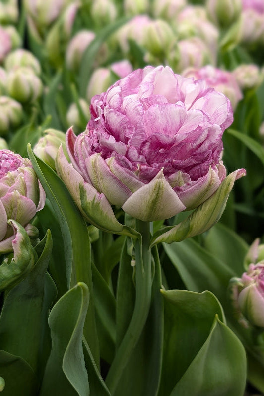 Tulipa Peggy Wonder Jack the Grower