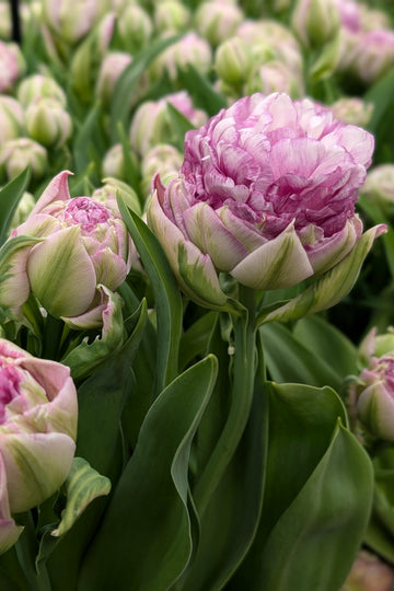 Tulipa Peggy Wonder Jack the Grower
