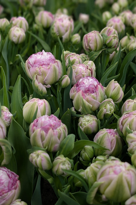 Tulipa Peggy Wonder Jack the Grower