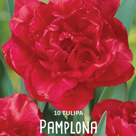 Tulipa Pamplona Jack the Grower